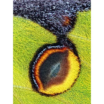 Plakát Plakát, Obraz - Eyespot, Jimmy Hoffman