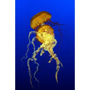 Plakát Plakát, Obraz - Deadly Dance, Alain Turgeon