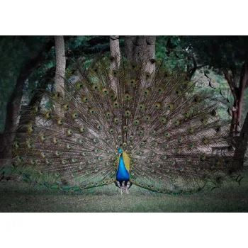 Plakát Plakát, Obraz - Look at me, Linda Lu