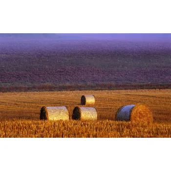 Plakát Plakát, Obraz - Farmers field, Allan Wallberg