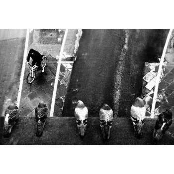 Plakát Plakát, Obraz - six pigeons, franco maffei