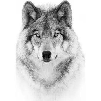 Plakát Plakát, Obraz - Portrait of a Timber Wolf, Jim Cumming