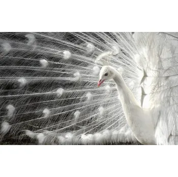 Plakát Plakát, Obraz - wight is white, Pierre Bacus