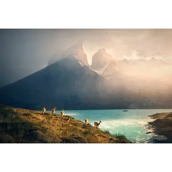 Plakát Plakát, Obraz - Alpaca at Torres de Paine, Dennis Zhang