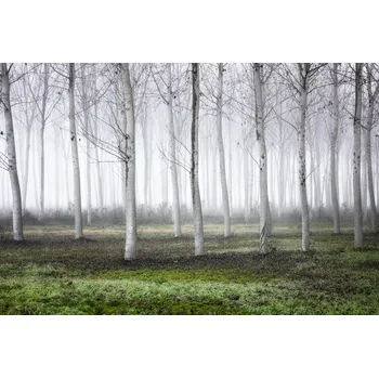 Plakát Plakát, Obraz - Merry Christmas, Fiorenzo Carozzi