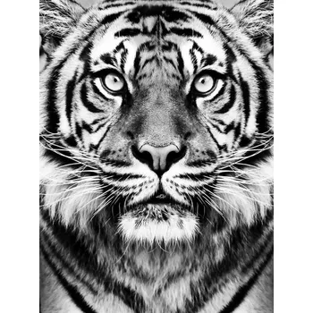 Plakát Plakát, Obraz - Tiger BW, Sisi & Seb