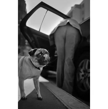 Plakát Plakát, Obraz - Dog sees you, Christophe Debon