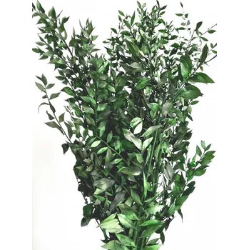 umělá květina Stabilizovaný ruskus (ruscus) kytice/svazek zelených větviček 60g