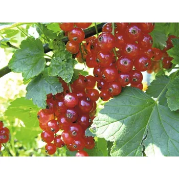 Květináč Rybíz červený BIO sloupovitý FloraSelf Bio Ribes rubrum výška cca 120 cm květináč 5 l