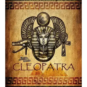 Semeno Cleopatra CBD – feminizovaná semena | Nuka Seeds Počet semen: 3