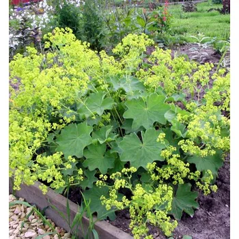 Sazenice Kontryhel obecný ´SELECT´ kont. 0,5 l