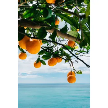 Plakát Plakát, Obraz - Amalfi Coast Oranges, Bethany Young