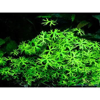 Akvaristika Ranunculus inundatus (Košíčková tuzemsko Ø 5,5 cm)