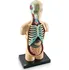 anatomický model Learning Resources LERLER3336 model lidského těla