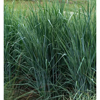 Sazenice Proso prutnaté ´BLUE FOUNTAIN´ kont. 0,5 l