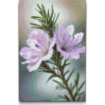 Diamantové malování Diamantové malování - Květ rozmarýnu Velikost: 20x30cm, Rámování: Pouze srolované plátno, Diamanty: Kulaté