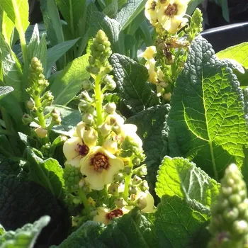 Sazenice Verbascum hybridum Dark Eyes