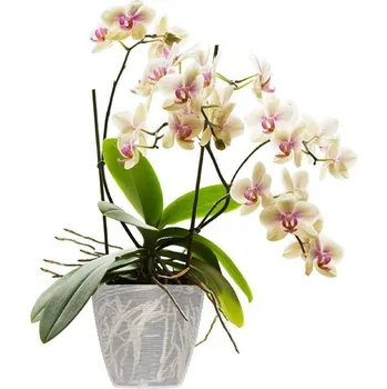 BAMA Obal na květináč PAGLIA, transparentní Množství: 2 ks BAMA