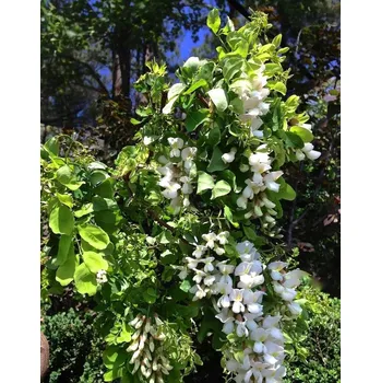 Sazenice Robinia pseud. 'Twisty Baby' 80KM