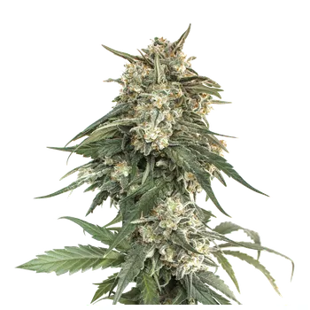 Semeno Skunk Seeds Critical Fast Balení: 1ks