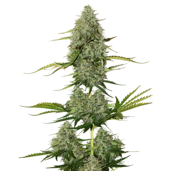 Semeno Skunk Seeds Critical Auto Balení: 25ks