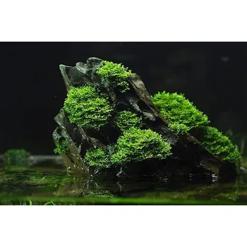 Dekorace do akvária Riccardia chamedryfolia (Mini Pelia) (IN-VITRO Ø 7 cm)