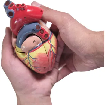 Srdce - anatomický model
