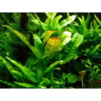 Akvaristika Microsorium pteropus latifolia (Košíčková Ø 5,5 cm)