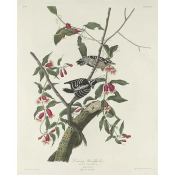 Plakát Plakát, Obraz - Downy Woodpecker, 1831, John James (after) Audubon