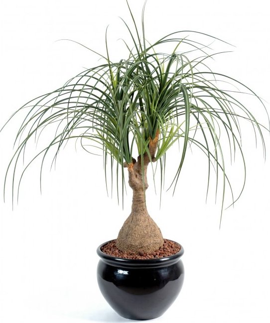 Umělá palma Beaucarnea palma - sloní noha, 75cm