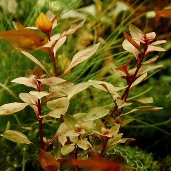 Akvaristika Ludwigia palustris (IN-VITRO kelímek Ø 7 cm)
