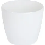 Orion Magnolia 21 cm