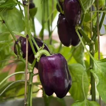 Semeno Paprika zeleninová Tequila F1 (sladká, kvadratická, fialová)