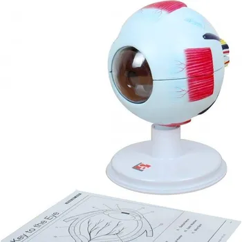 TickiT Human Eye anatomický model TickiT Human Eye