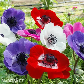 Cibulovina Sasanka velkokvětá - Anemone De Caen směs .: 10 ks