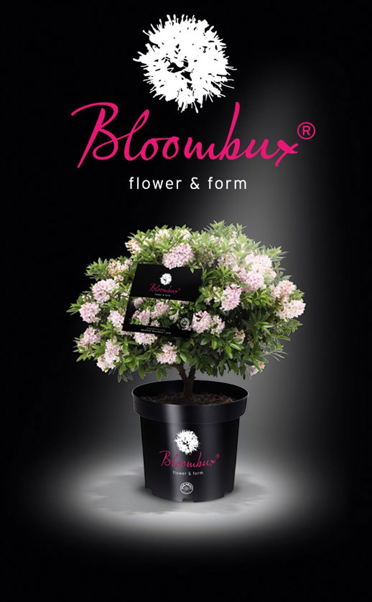 Rhododendron micranthum ´Nugget by Bloombux®´ P 11, EXLUSIV !! NOVINKA !!
