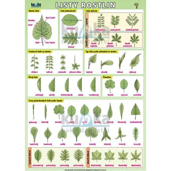 Petr Kupka Listy rostlin A4