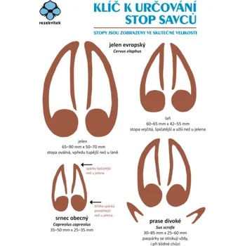Encyklopedie Rezekvítek Klíč k určování stop savců