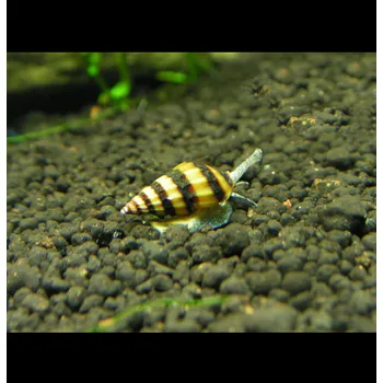 Plž Clea Helena 10 ks (Surmovka vražedná) (Anentome Helena)