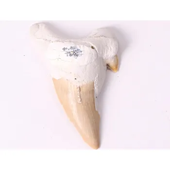 Magieprirody.cz Fosilie žraločí zub velký 6 cm #294