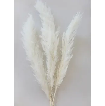 Sušená tráva Pampas extra white, 3 ks, 140-160 cm, bílá