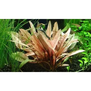 Akvaristika Cryptocoryne petchii pink (Košíčková Ø 5,5 cm)