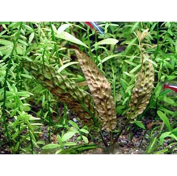 Akvaristika Cryptocoryne bullosa (Košíčková Ø 5,5 cm)