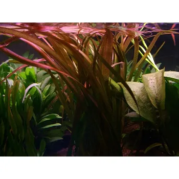 Akvaristika Vallisneria spiralis red (Košíčková Ø 5,5 cm)