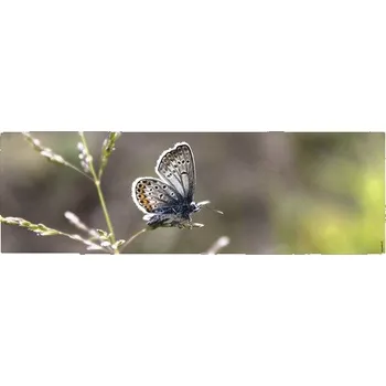 Koupelnová zádní stěna mySPOTTI aqua Schmetterl. 140x45 cm