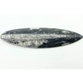 Sběratelství Magieprirody.cz Fosilie Orthoceras 195 mm (Maroko) #K687