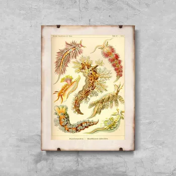 Plakát Retro plakát Retro plakát Mollusk Nudibranchia Ernst Haeckel