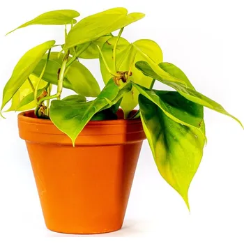 Gardners Philodendron scandens Lemon lime, průměr 12 cm Filodendron