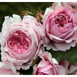 Kordes Roses Alexandra Princesse de…