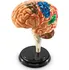 anatomický model Learning Resources Anatomický model mozku
